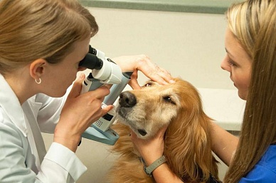 Офтальмология для животных в ветклинике