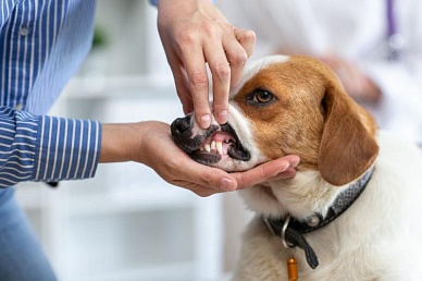 Стоматология в ветеринарной клинике